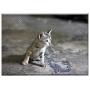 Triple Blank Wall Plate Cover - Cat Animal Kitten Kitty Looking Feline Pet