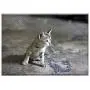 Triple Blank Wall Plate Cover - Cat Animal Kitten Kitty Looking Feline Pet Triple Blank Wall Plate Cover - Cat Animal Kitten Kitty Looking Feline Pet