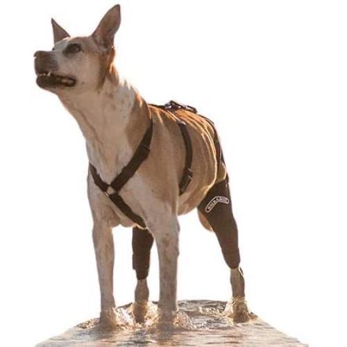 Walkabout Double Knee Brace and Chest Harness (Medium Brace L Chest Harness)