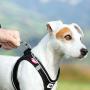 Curli Magnetic Vest Harness Air-Mesh Dog Harness Pet Vest No-Pull Step-in Light Harness