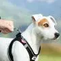 Curli Magnetic Vest Harness Air-Mesh Dog Harness Pet Vest No-Pull Step-in Light Harness
