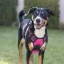 Vovodog Dog Harness No-Pull Pet Harness, Adjustable Outdoor Walking Pet Reflective Oxford Soft Vest with 2 Metal Rings and Handle Easy Control for Small Medium Large Dogs… Vovodog Dog Harness No-Pull Pet Harness, Adjustable Outdoor Walking Pet Reflective Oxford Soft Vest with 2 Metal Rings and Handle Easy Control for Small Medium Large Dogs…