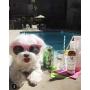 Warren London Premium Dog Sunscreen with Natural Aloe Vera Moisturizer - 4 oz Spray Bottle