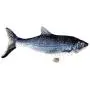 Owlhouse Electric Cat Toy, Wagging Fish Catnip Kicker Toys, Funny Interactive Pets Pillow, Motion Kitten Toy, Plush Interactive Cat Toys, Fun Toy for Cat Exercise Owlhouse Electric Cat Toy, Wagging Fish Catnip Kicker Toys, Funny Interactive Pets Pillow, Motion Kitten Toy, Plush Interactive Cat Toys, Fun Toy for Cat Exercise