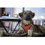 Voyager Step-in Air Dog Harness - All Weather Mesh, Step in Vest Harness by Best Pet Supplies