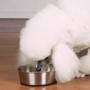 Joy of Giving Personalized Stainless Steel Bowl with Rubber Base