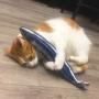 ocijf179 Cats Toy Pet Cats Artificial Plush Fish Shaped Catnip Dental Teeth Care Clean Chewing Toy - S Carp