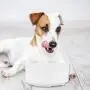 Earlyad Pet Heating Water Bowl, Automatic Drinking Fountain, Suitable for Dog, Cat, Chicken, Duck Automatic Heating Insulation Bowl