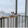 ISENVO Cat Hammock Cat Window Perch for Large Cat Safety Bed Space Saving Resting Cats Suction Cups Hammock for Indoor Holds Up to 30lbs，360° Sun Bathing