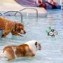 Patgoal Dog Ball, Soccer Ball for Dog, Indoor-Outdoor Interactive Dog Toys, Dog Water Toy with Grab Tabs, Dog Toys for Small Medium Dogs