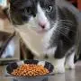 Cotill Cat Bowls, Non Slip Multi-Purpose Dog Cat Food Bowls, Reliefs Whisker Fatigue Wide Cat Dish, Shallow Feeder Bowls Pet Water Bowl for Small Dogs Cats and Pets Cotill Cat Bowls, Non Slip Multi-Purpose Dog Cat Food Bowls, Reliefs Whisker Fatigue Wide Cat Dish, Shallow Feeder Bowls Pet Water Bowl for Small Dogs Cats and Pets
