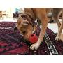 MKB by SodaPup - Natural Rubber Football Shaped Chew Toy - Treat Dispenser - Made in USA - for Heavy Chewers - Brown - Large