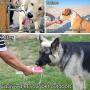 Dog Travel Water Bottle for Outdoor Walking Hiking, Waterproof No Spill, Portable Pet Walking Accessories, 15.2 oz, Pink