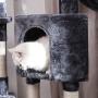 FEANDREA Cat Tree, Cat Tower House, Scratching Posts, 47.2 Inches