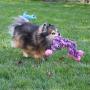 SmartPetLove Plush Toy
