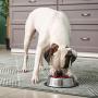INONE Stainless Steel Dog Bowl with Rubber Base for Food and Water, Pet Food Container, Perfect Choice for Small/Medium/Large Dogs or Cats