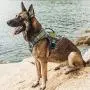 Tactical Dog Harness and Dog Leash Set, No Pull Dog Vest Harness, Heavy Duty Dog Harness with Handle(Ranger Green,M) Tactical Dog Harness and Dog Leash Set, No Pull Dog Vest Harness, Heavy Duty Dog Harness with Handle(Ranger Green,M)