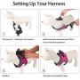 PAWDAY Dog Harness Step-in Air Pet Harness All Weather Soft Touch Mesh Vest Harness No Pull & No Choke and Escapeproof Dog Vest for Puppies, Small Medium Dogs and Large Cats