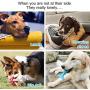 CHZHENG Dog Toothbrush, Cleaning Chew Toys Dental Oral Care Puppy Brushing Stick for Small Medium Dogs Pet