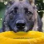 Large Dog Toys Ring Water Floating, Outdoor Fitness Flying Discs, Tug of War Interactive Training Ring for Medium and Big Dogs, 12 inch Large Dog Toys Ring Water Floating, Outdoor Fitness Flying Discs, Tug of War Interactive Training Ring for Medium and Big Dogs, 12 inch