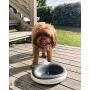 Torus Pet Water Bowl - 1-Liter - Fresh Filtered Water - Healthy & Hygienic Pet Bowl - For Small, Medium, Large Dogs, Cats & Other Pets - Charcoal