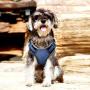 Petties&Sweeties No Pull Dog Harness，Reflective Adjustable Soft Padded Vest Unique Colors,with a Easy Control Training Handle,with Poop Bags