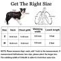 Ebrand Dog Harness, Dog Leash and Dog Collar, Adjustable Step in Small Dog Harness and Puppy Collars, No Pull Dog Leashes, Set for Small Medium Dogs