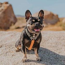 Pawmigo Free-Fit Step in Dog Harness