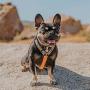 Pawmigo Free-Fit Step in Dog Harness
