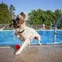 EXPAWLORER 12 Pack Floatable Dog Rubber Bouncy Balls Floating Fetch Toy Puppy Chew Toys Elastic Tennis Balls Durable Racquet Ball Toys for Puppy Small Dogs