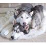 Treat A Dog Puprug Faux Fur Memory Foam Orthopedic Dog Bed, Premium Memory Foam Base, Ultra-Soft Faux Fur Cover, Modern and Attractive Design (Multiple Sizes & Styles)