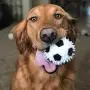Gnawsome 3.5” Squeaker Soccer Ball Dog Toy - Medium, Promotes Dental and Gum Health for Your Pet, Colors Will Vary Gnawsome 3.5” Squeaker Soccer Ball Dog Toy - Medium, Promotes Dental and Gum Health for Your Pet, Colors Will Vary
