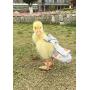 HEZHUO Duck Diapers, Chicken Diapers, Special Diapers for Poultry, Chicken, Duck and Goose Waterproof, Adjustable, Washable and Reusable Diapers，Poultry Supplies, Duck Supplies (S：100克-200克)
