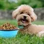 Guardians Large Collapsible Dog Bowls, 34oz Travel Water Food Bowls Portable Foldable Collapse Dishes with Carabiner Clip for Traveling, Hiking, Walking, 2 Pack (Light Blue + Light Green) Guardians Large Collapsible Dog Bowls, 34oz Travel Water Food Bowls Portable Foldable Collapse Dishes with Carabiner Clip for Traveling, Hiking, Walking, 2 Pack (Light Blue + Light Green)