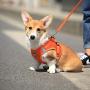 Grneric Cat Harness and Leash Set for Escape Proof Walking, Best for Kitten Cats and Puppy Dogs
