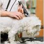 FEENGG Dog Clippers with High Power for Thick Coats, Professional Heavy Duty Dog Grooming Kit, Plug-in & Quiet Pet Clippers with 4 Comb Guides