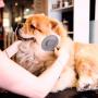 DTTO Dogs Brush and Cats Brush, Self Cleaning Pet Slicker Brush Professional Pet Grooming Brush for Small, Medium and Large Dogs and Cats, with Short to Long Hair, Pink