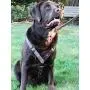 Genuine Leather Dog Harness Medium to Large 25''-32'' Chest, 1'' Wide Adjustable Straps Genuine Leather Dog Harness Medium to Large 25''-32'' Chest, 1'' Wide Adjustable Straps