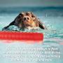 Segzwlor Dog Float Toy - Interactive Training Bumper & Fetching Dog Retrieving Dummy Outdoor - Lightweight for Float on The Water Pool Fetch Rope Dummie Toys - Suit for Small, Medium, Large Dogs