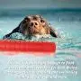 Segzwlor Dog Float Toy - Interactive Training Bumper & Fetching Dog Retrieving Dummy Outdoor - Lightweight for Float on The Water Pool Fetch Rope Dummie Toys - Suit for Small, Medium, Large Dogs Segzwlor Dog Float Toy - Interactive Training Bumper & Fetching Dog Retrieving Dummy Outdoor - Lightweight for Float on The Water Pool Fetch Rope Dummie Toys - Suit for Small, Medium, Large Dogs