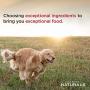 Diamond Naturals Premium Large Breed Formulas Dry Dog Food for Adult Dogs and/or Puppies Made with Real Meat Protein, Superfoods, Probiotics and Antioxidants