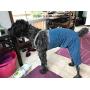 Mozzie Pants Dog Suspenders, Dog Diapers and Belly Bands.