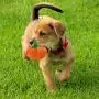 Fansport 13 Pack Dog Squeaky Toys Cute Plush Toys Stuffed Fruits Vegetables Dog chew Toy Squeaky Dog Toys for Puppy Small Dog Pets Fansport 13 Pack Dog Squeaky Toys Cute Plush Toys Stuffed Fruits Vegetables Dog chew Toy Squeaky Dog Toys for Puppy Small Dog Pets