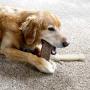 Chew King Gear Nylon Bones, Textured Bacon Flavored Chew Toy