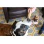 Petstages Dogwood Durable Real Wood Dog Chew Toy for Dogs