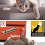 MBIO Cat Scratch Deterrent Tape，Furniture Protectors from Cats ，Pet Scratch for Couch Furniture Protector, Clear Double Sided Training Tape，No Pins-Desidue Free. 8 Pack