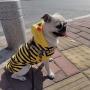 Dog Harness for Small Dogs with Leash Easy Walk No Pull Soft Comfortable Fabric Geometric Pattern (L（Width 0.98'' Chest 21.6-30.7'' 58-74lb）, Geometric Pattern)