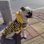 Dog Harness for Small Dogs with Leash Easy Walk No Pull Soft Comfortable Fabric Geometric Pattern (L(Width 0.98'' Chest 21.6-30.7'' 58-74lb), Geometric Pattern) Dog Harness for Small Dogs with Leash Easy Walk No Pull Soft Comfortable Fabric Geometric Pattern (L(Width 0.98'' Chest 21.6-30.7'' 58-74lb), Geometric Pattern)