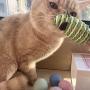 Jcheupet 17pcs Assorted Cat Toys,Interactive Toys Set Including Wool Balls,Catnip Feather Pineapple,Paper Rope Balls and Feather Mice for Kitty,Cat,Kitten with Storage Bag