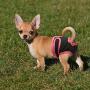 B0838XQ2SK Redcolourful Female Breathable Physiological Pants for Small Meidium Pets Dogs Purple M